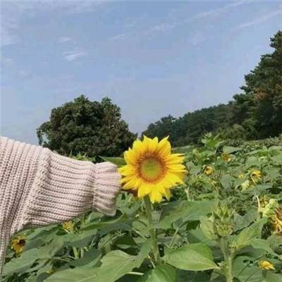 掌上争霸内购破解版下载